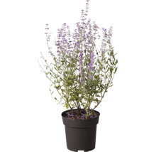 Blauraute Perovskia atriplicifolia im schwarzen Kunststofftopf mit aufrechten violetten Blütenständen.
