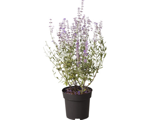 Blauraute Perovskia atriplicifolia im schwarzen Kunststofftopf mit aufrechten violetten Blütenständen.