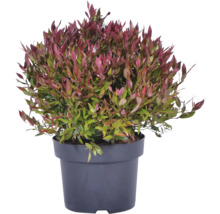 Traubenheide Leucothoe fontanesiana mit rötlichen und grünen Blättern in einem schwarzen Kunststofftopf.