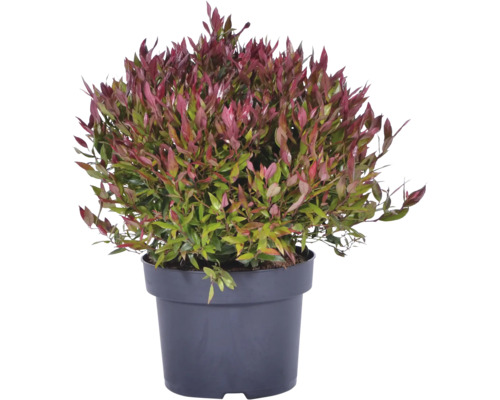 Traubenheide Leucothoe fontanesiana mit rötlichen und grünen Blättern in einem schwarzen Kunststofftopf.