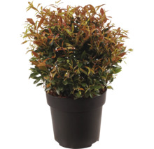 Glanzmispel Photinia fraseri Little Red Robin im Kunststofftopf
