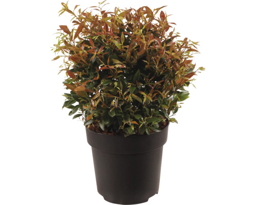 Glanzmispel Photinia fraseri Little Red Robin im Kunststofftopf