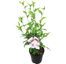 Garten-Eibisch Hibiscus syriacus mit einer weiß-roten Blüte in einem schwarzen Kunststofftopf.