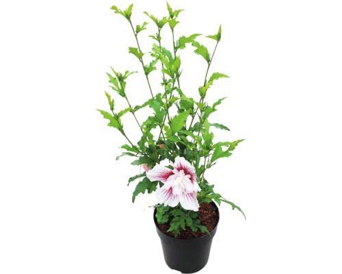 Garten-Eibisch Hibiscus syriacus mit einer weiß-roten Blüte in einem schwarzen Kunststofftopf.