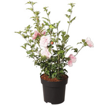 Garteneibisch Hibiscus syriacus mit rosa und weißen Blüten im Topf