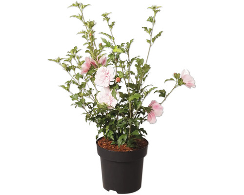 Garteneibisch Hibiscus syriacus mit rosa und weißen Blüten im Topf