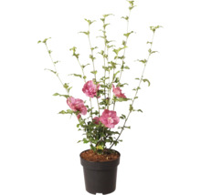 Garten-Eibisch Hibiscus syriacus mit gefüllten rosa Blüten im schwarzen Pflanztopf.
