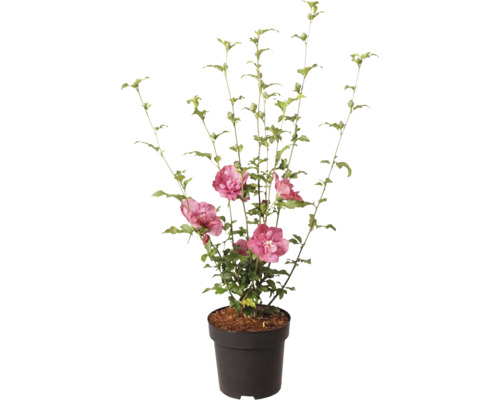 Garten-Eibisch Hibiscus syriacus mit gefüllten rosa Blüten im schwarzen Pflanztopf.