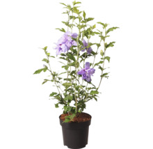 Garteneibisch Hibiscus syriacus im Kunststofftopf mit gefüllten violetten Blüten und grünen Blättern.