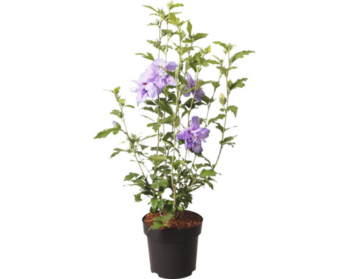 Garteneibisch Hibiscus syriacus im Kunststofftopf mit gefüllten violetten Blüten und grünen Blättern.