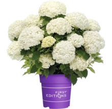 Weiße Hortensie mit vielen Blütenköpfen in einem violetten Pflanztopf mit First Editions Logo.