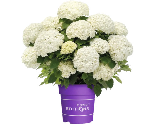 Weiße Hortensie mit vielen Blütenköpfen in einem violetten Pflanztopf mit First Editions Logo.
