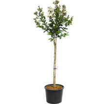 Lagerstroemia indica Kreppmyrte als Hochstamm mit weißen Blüten in einem schwarzen Kunststofftopf.
