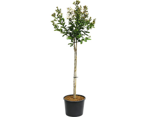 Lagerstroemia indica Kreppmyrte als Hochstamm mit weißen Blüten in einem schwarzen Kunststofftopf.