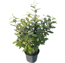 Immergrüne Ölweide Elaeagnus ebbingei mit grünen Blättern im schwarzen Kunststofftopf.