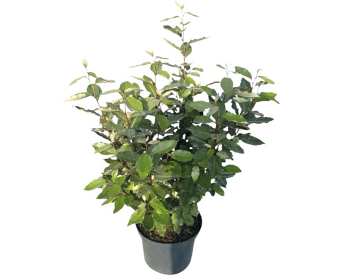Immergrüne Ölweide Elaeagnus ebbingei mit grünen Blättern im schwarzen Kunststofftopf.