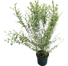 Gemeiner Liguster Ligustrum vulgare Heckenpflanze im Pflanztopf