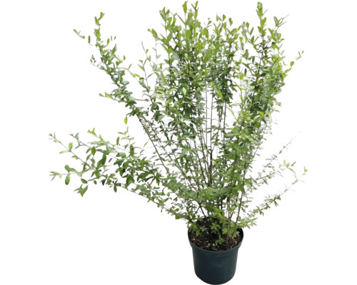 Gemeiner Liguster Ligustrum vulgare Heckenpflanze im Pflanztopf