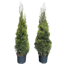 Zwei Thuja Smaragd Lebensbäume im schwarzen Topf.