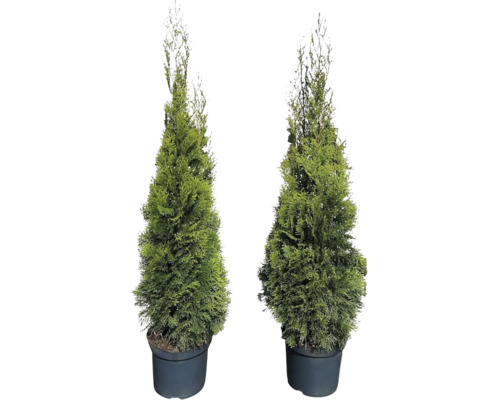 Zwei Thuja Smaragd Lebensbäume im schwarzen Topf.