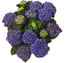 Blaue Hortensie mit großen Blütenköpfen und grünen Blättern.