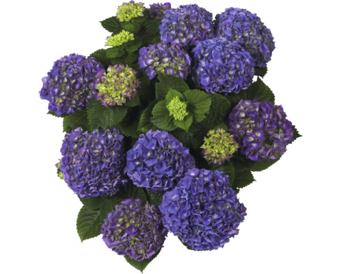 Blaue Hortensie mit großen Blütenköpfen und grünen Blättern.