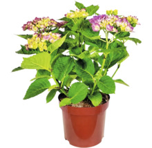 Gartenhortensie Hydrangea macrophylla mit violett-gelben Blüten in einem Kunststofftopf.