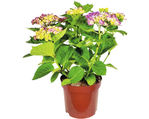 Gartenhortensie Hydrangea macrophylla mit violett-gelben Blüten in einem Kunststofftopf.