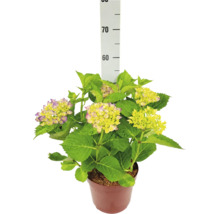 Bauernhortensie im Pflanztopf mit grünen Blättern und hellen Blüten mit violettem Rand, Höhe circa 55 Zentimeter.