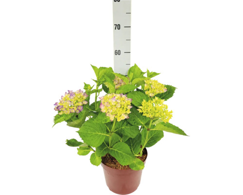 Bauernhortensie im Pflanztopf mit grünen Blättern und hellen Blüten mit violettem Rand, Höhe circa 55 Zentimeter.
