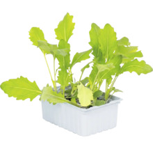 Rucola-Setzlinge in einer weißen Kunststoffschale.