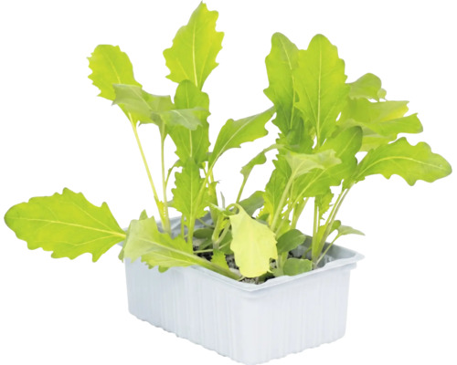 Rucola-Setzlinge in einer weißen Kunststoffschale.