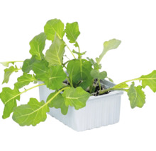 Junge Kohlrabi-Pflanzen in einer weißen rechteckigen Anzuchtschale mit Erde.
