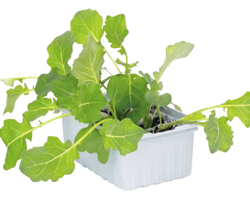 Junge Kohlrabi-Pflanzen in einer weißen rechteckigen Anzuchtschale mit Erde.