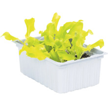 Jungpflanze Salat in einer weißen Anzuchtschale.