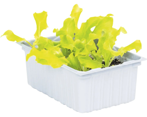 Jungpflanze Salat in einer weißen Anzuchtschale.