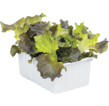 Frischer Pflücksalat mit grün-roten Blättern in einer weißen Pflanzschale aus Kunststoff.