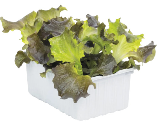 Frischer Pflücksalat mit grün-roten Blättern in einer weißen Pflanzschale aus Kunststoff.