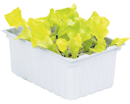 Junge Pflücksalat-Pflanzen in einer weißen Kunststoffschale.