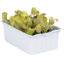 Junge Salat-Setzlinge mit krausen Blättern in einer weißen rechteckigen Kunststoffschale.