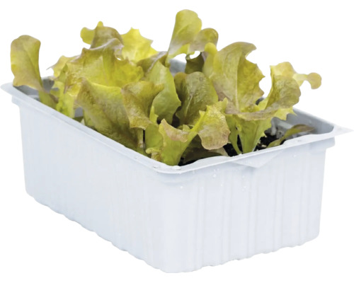Junge Salat-Setzlinge mit krausen Blättern in einer weißen rechteckigen Kunststoffschale.
