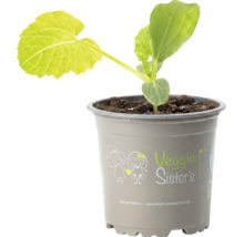 Junge Gemüsejungpflanze in einem Kunststofftopf mit Veggie Sister's Logo.