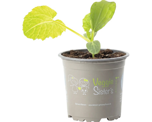 Junge Gemüsejungpflanze in einem Kunststofftopf mit Veggie Sister's Logo.