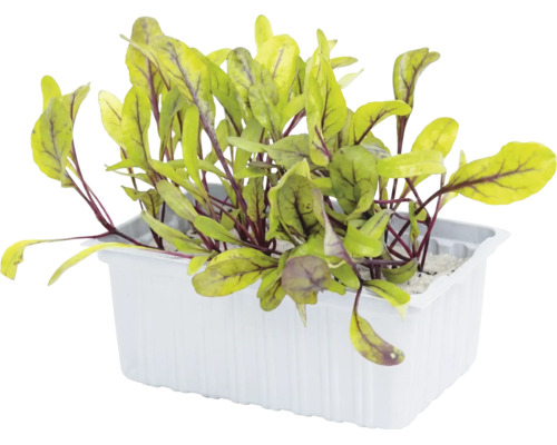 Microgreens Blutampfer in einer weißen Kunststoffschale.