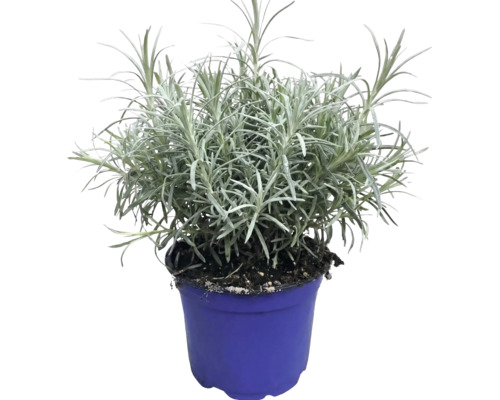 Echter Lavendel Lavandula angustifolia im blauen Kunststofftopf.