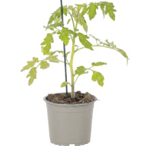 Junge Tomatenpflanze in einem grauen Kunststofftopf mit einem grünen Haltestab.