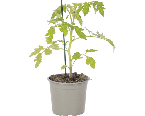 Junge Tomatenpflanze in einem grauen Kunststofftopf mit einem grünen Haltestab.