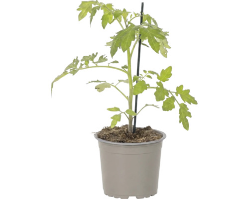Tomatenpflanze im Kunststofftopf mit Stützstab.