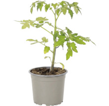 Junge Tomatenpflanze im Kunststofftopf mit Erde für die Anzucht im Garten oder auf dem Balkon.