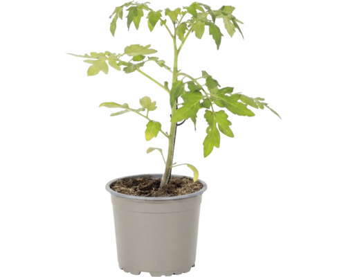 Junge Tomatenpflanze im Kunststofftopf mit Erde für die Anzucht im Garten oder auf dem Balkon.